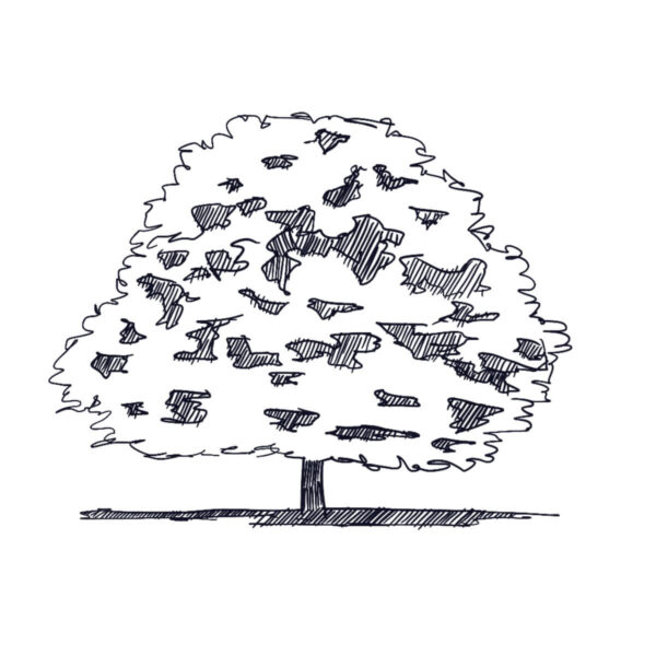 Chinese Hybrid Chestnut Tree