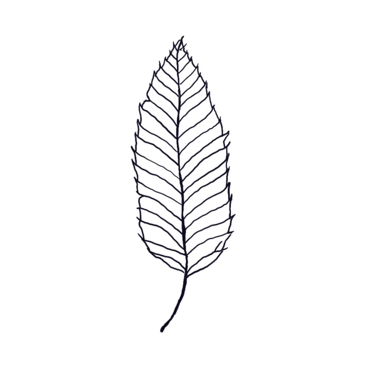 Dunstan American Chestnut tree